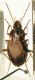 Calathus sp.jpg