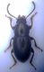 Gunarus parvulus.jpg