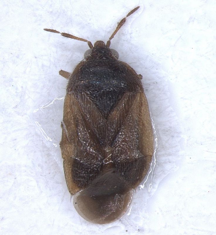 Antocoridae.jpg