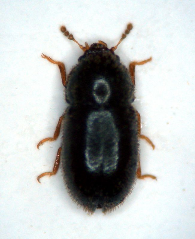 Ciidae 001 copia.jpg