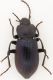 IMG_1437 Tenebrionidae.jpg