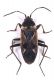 Rhyparochromus_(s.str.)vulgaris.jpg