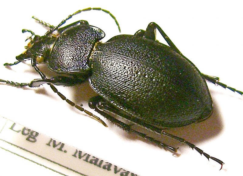 carabus1.jpg