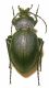 carabus2.jpg