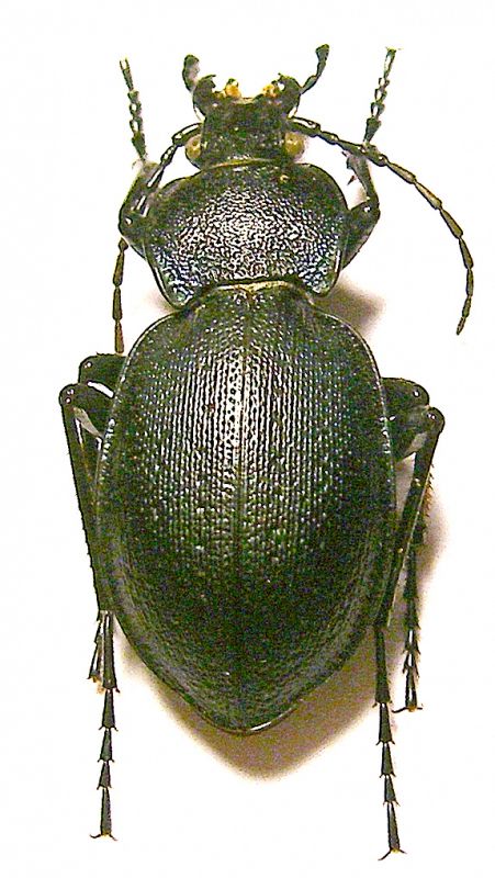 carabus2.jpg