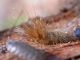 Maccarese_15-I-2012_F002.JPG