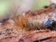 Maccarese_15-I-2012_F003.JPG