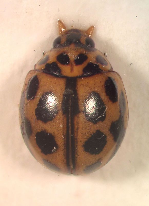 Coccinellidae p.jpg