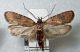 Exaeretia lutosella.jpg