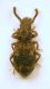 Zopheridae Colydinae Colydiidae (=Zopheridae) Coeropachys brevipennis.JPG