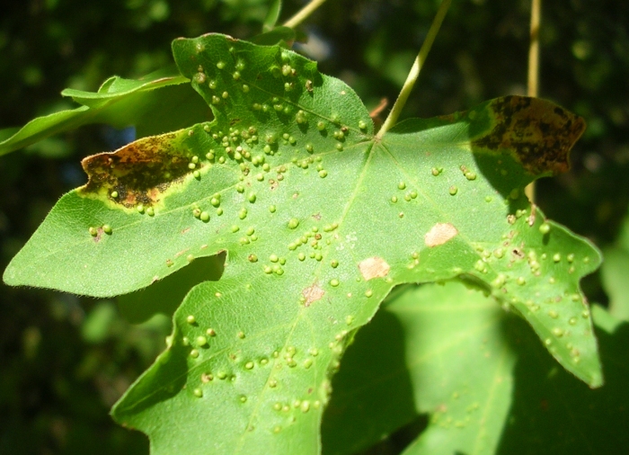 acer campestre 1.jpg