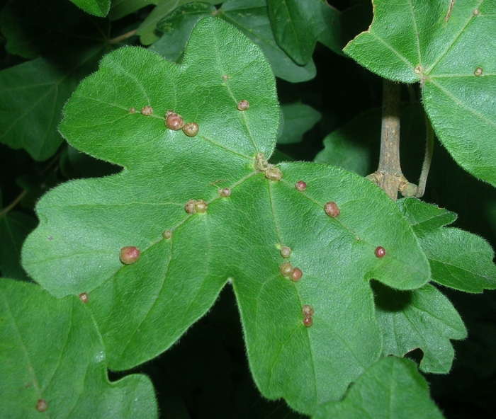 acer campestre 2.jpg