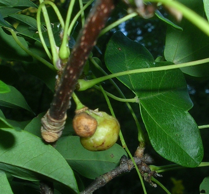 acer monspessulanum 1.jpg