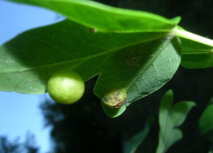 acer monspessulanum 2.jpg