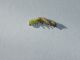 larva 1.jpg