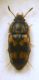 Litargus connexus (Geoffroy in Fourcroy, 1785) - Mycetophagidae Mycetophaginae Mycetophagini.JPG