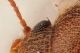 Edmund_10X_col_Maccarese_p2.jpg
