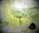 Phyt mal larva 3.jpg