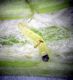 larva 1.jpg