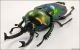 phalacrognathus muelleri 2_low.jpg