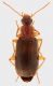 Carabidae_Maccarese_15-I-2012_6,5mm_grey.jpg