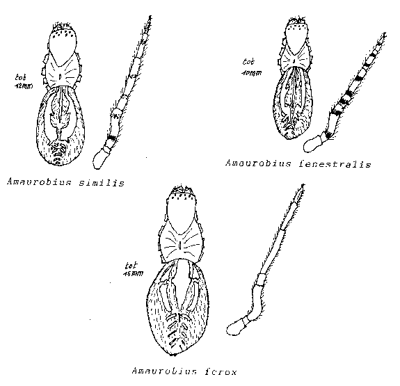 Amaurobidae.gif