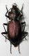 Nebria bonellii 01.jpg