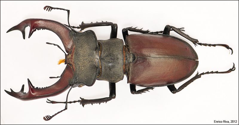 lucanus top_low.jpg