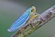 cicadella_1000.jpg
