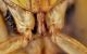 cicadella1.jpg