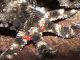 Torrimpietra_22-I-2012_Fu016z.JPG
