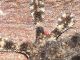 Torrimpietra_22-I-2012_Fu014.JPG