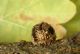 andricus truncicola 1.JPG