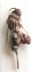 Trigonura sp_Marocco_Smara 006.jpg