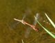 Odonata 15 Ottobre  2009 015 Visualizzazione Posta elettronica - Rapida.jpg