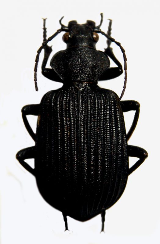 calosoma 001 copia.jpg