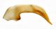 edeago-Orotrechus-targionii-alticola.jpg