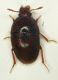 aaa batyscino 1.4 mm..JPG