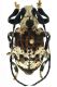 onychocerus-albitarsis-pascoe-1859-paraguay.jpg