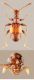 Rybaxis longicornis (Leach, 1817).jpg