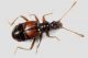 Rybaxis laminata (Motschulsky,1836).jpg