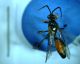 Ichneumonidae1.jpg