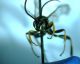 Icheneumonidae2.jpg