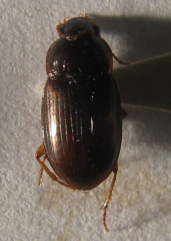 Carabidae 5 mm 20.01.2012.jpg