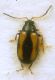 Phyllotreta variipennis (Boieldieu, 1859) (cf.) - Chrysomelidae.JPG