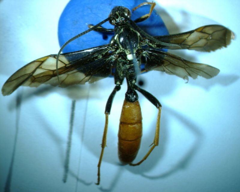 Icheneumonidae 3.jpg