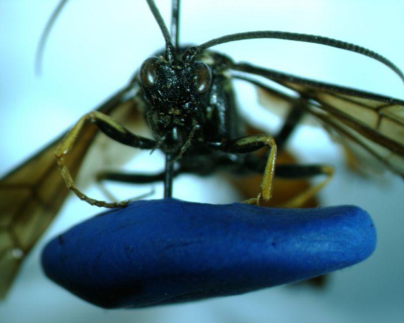 Icheneumonidae 4.jpg