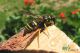 IMG_9214-043Ancistrocerus antilope.jpg