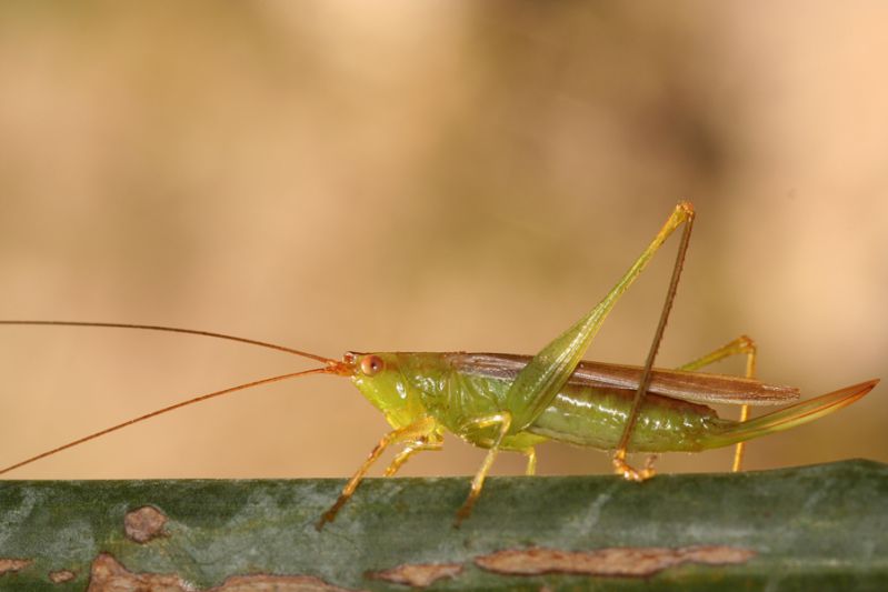 Conocephalus discolor. Foce Imera sett. - PA. 2 Novembre 2009 (5).jpg