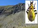 Carabus cychroides.jpg